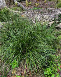 Carex cherokeensis