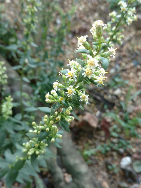 Solidago bicolor