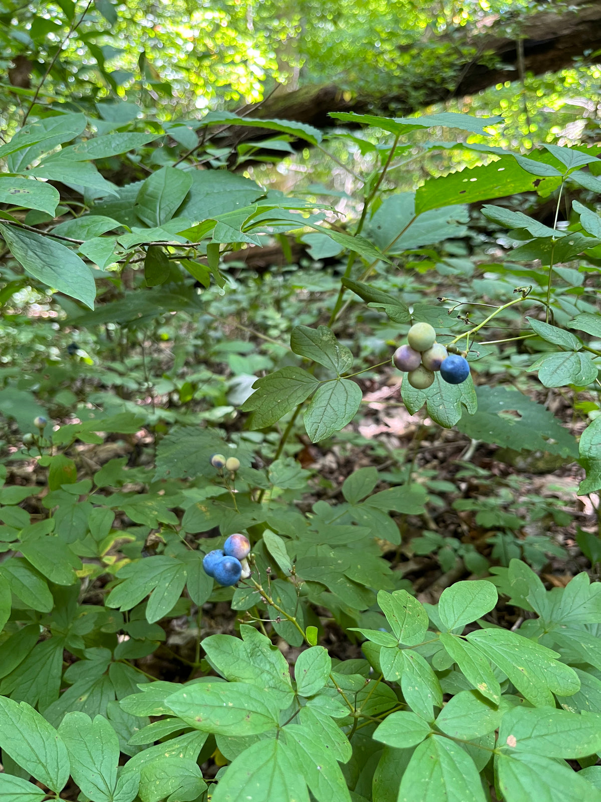 Caulophyllum thalictroides