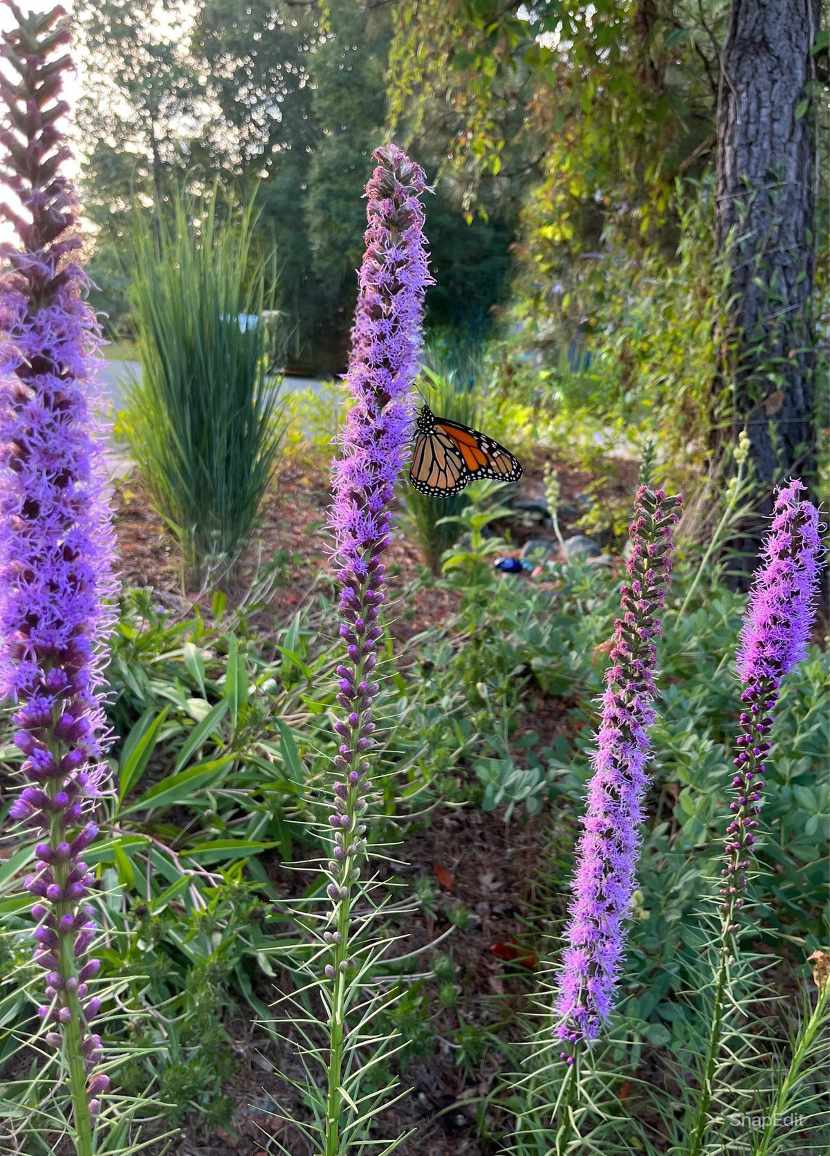 Liatris spicata