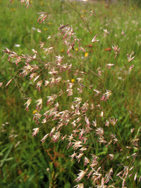 Deschampsia flexuosa