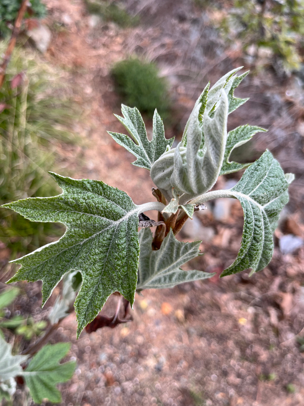 Hydrangea quercifolia