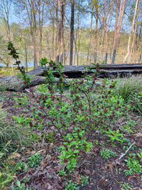 Calycanthus floridus