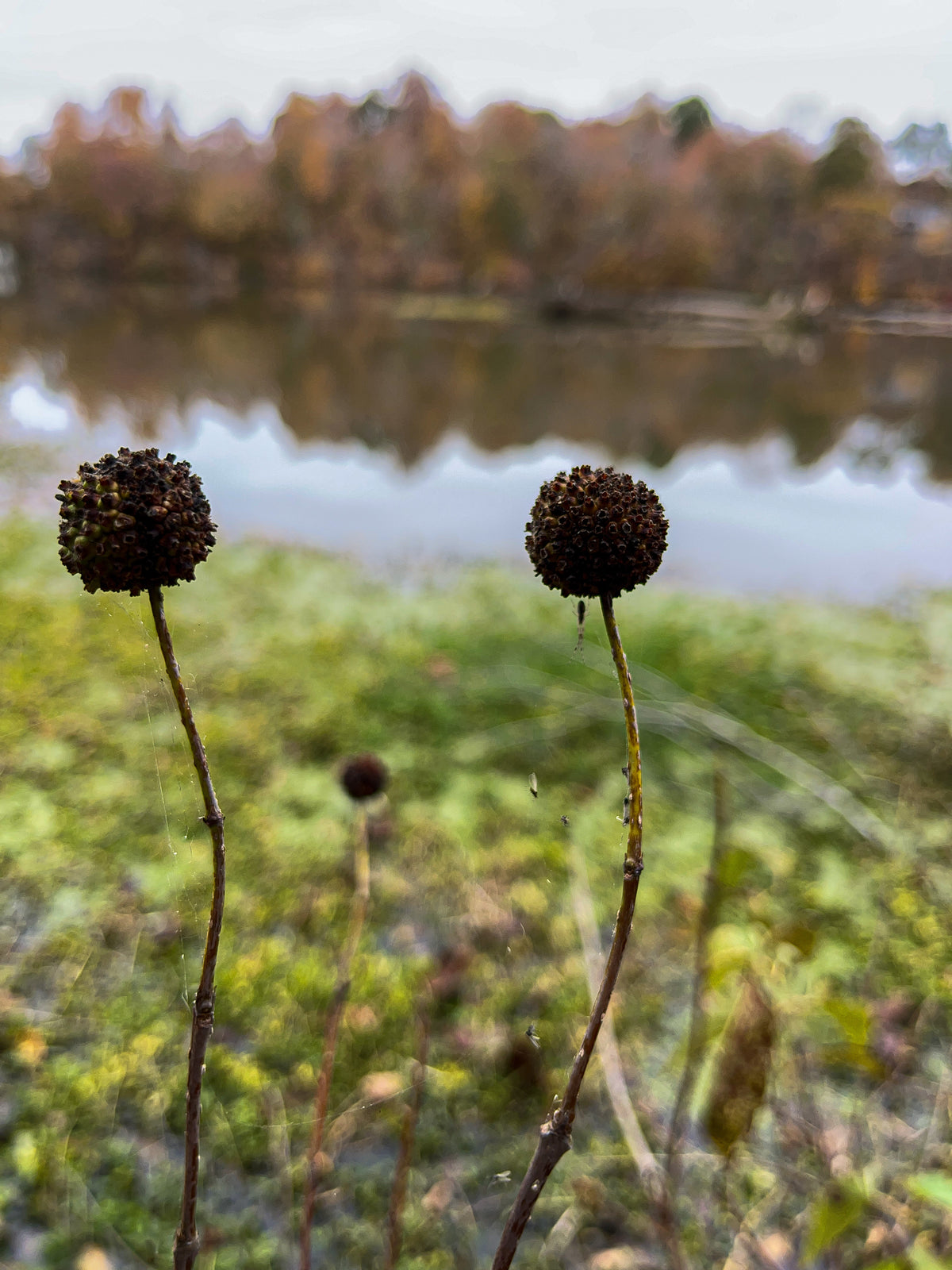 Cephalanthus occidentalis