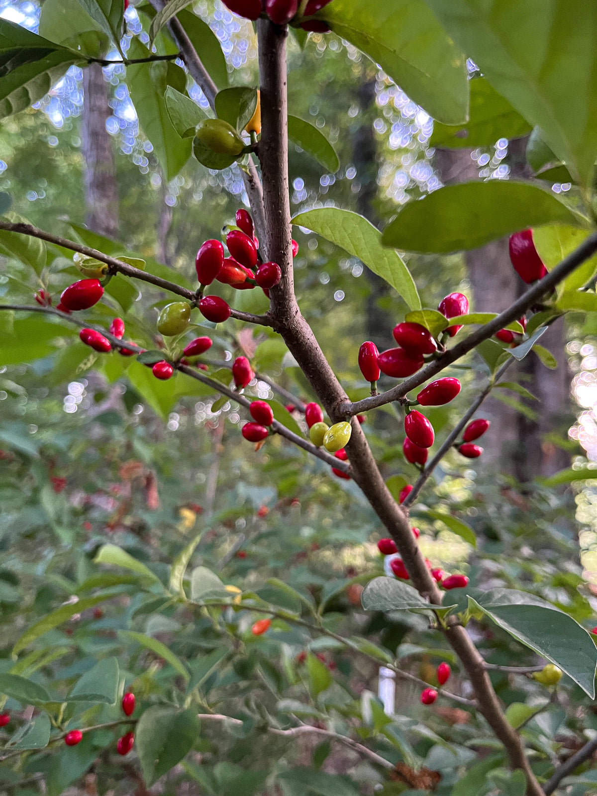 Lindera benzoin