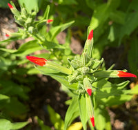 Silene regia