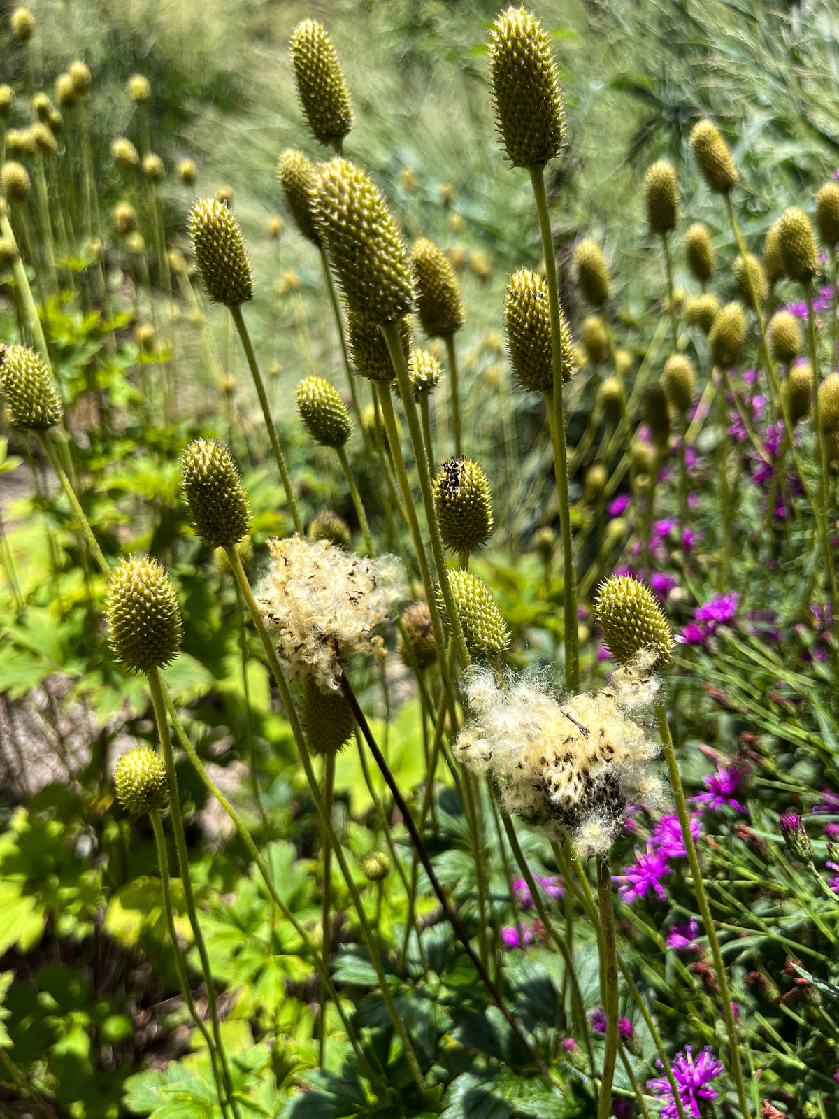 Anemone virginiana