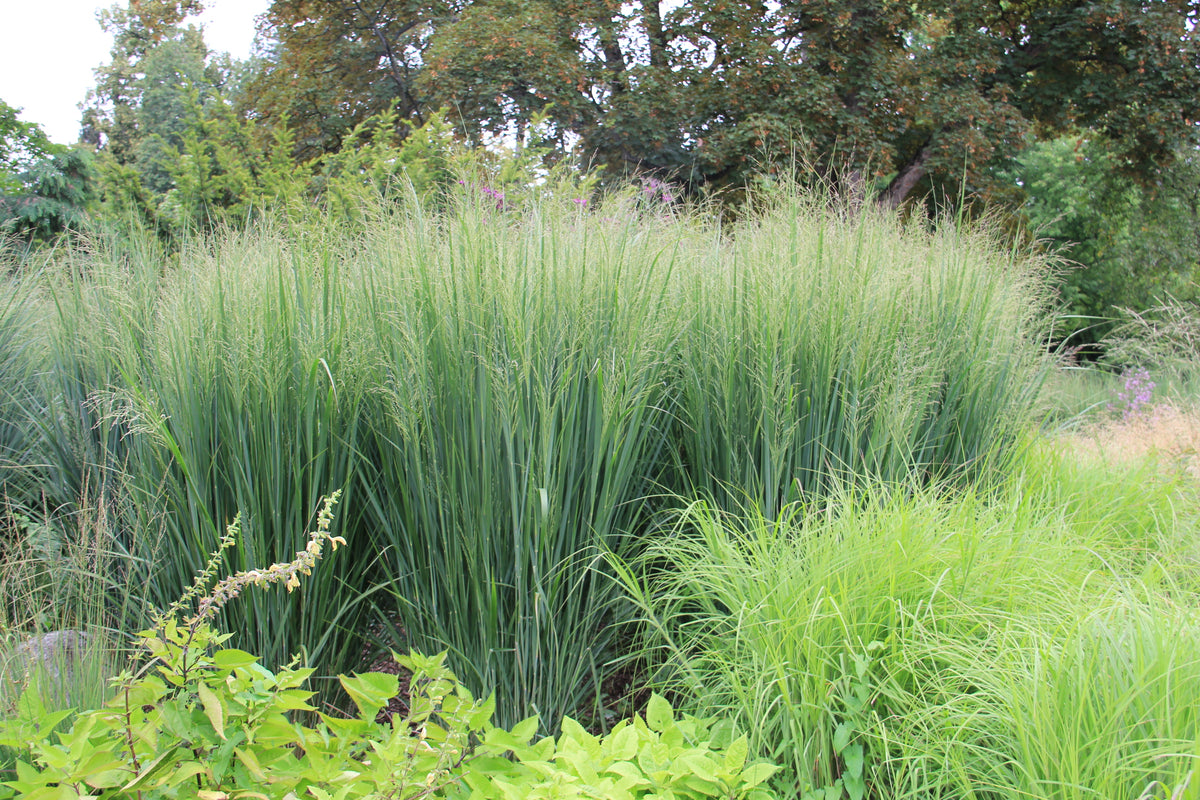 Panicum virgatum ‘Northwind’