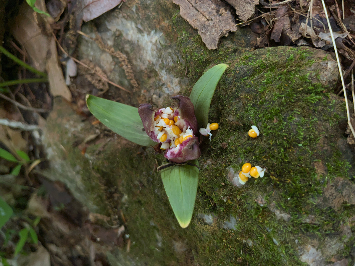 Trillium cuneatum