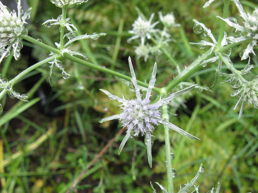 Eryngium yuccifolium