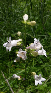 Penstemon digitalis