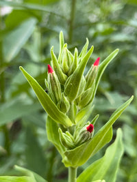 Silene regia