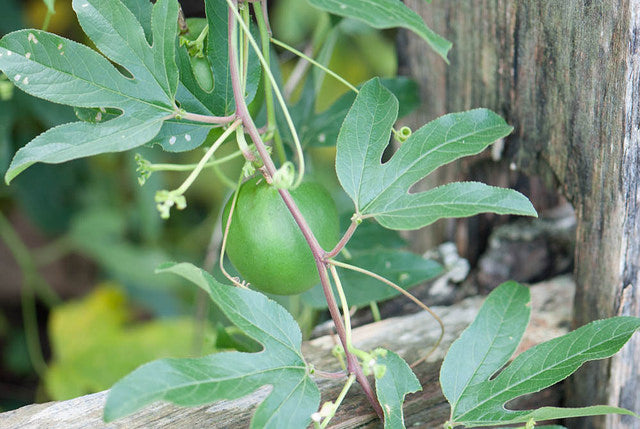 Passiflora incarnata