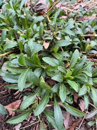 Solidago rugosa 'Fireworks'