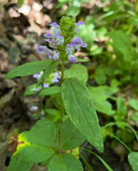 Prunella vulgaris var.lanceolata