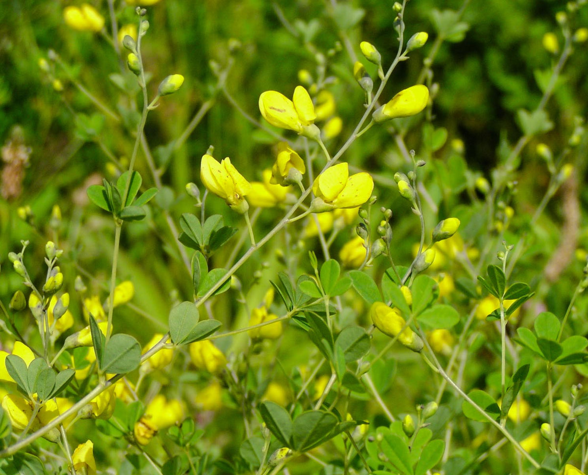 Baptisia tinctoria