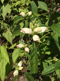 Chelone glabra