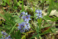 Sisyrinchium angustifolium