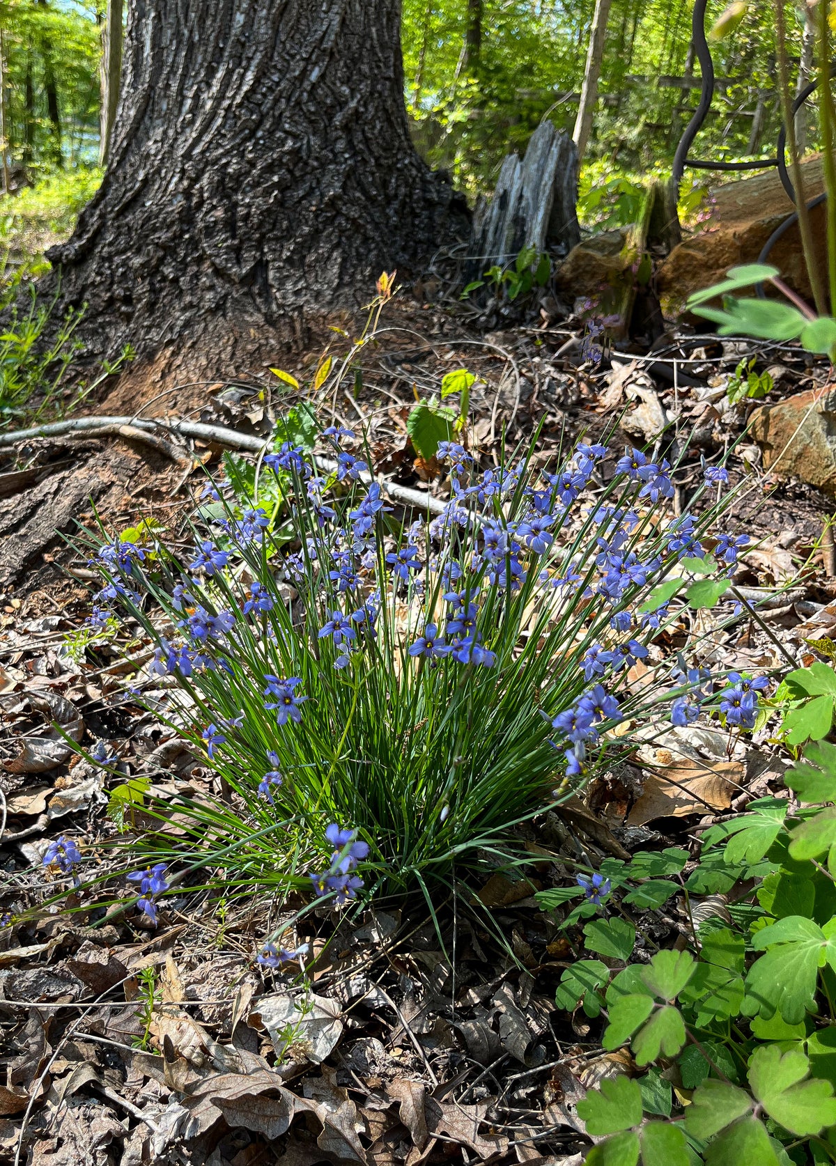 Sisyrinchium angustifolium