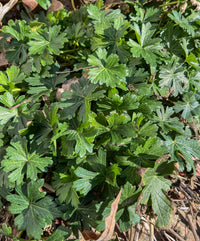 Callirhoe involucrata