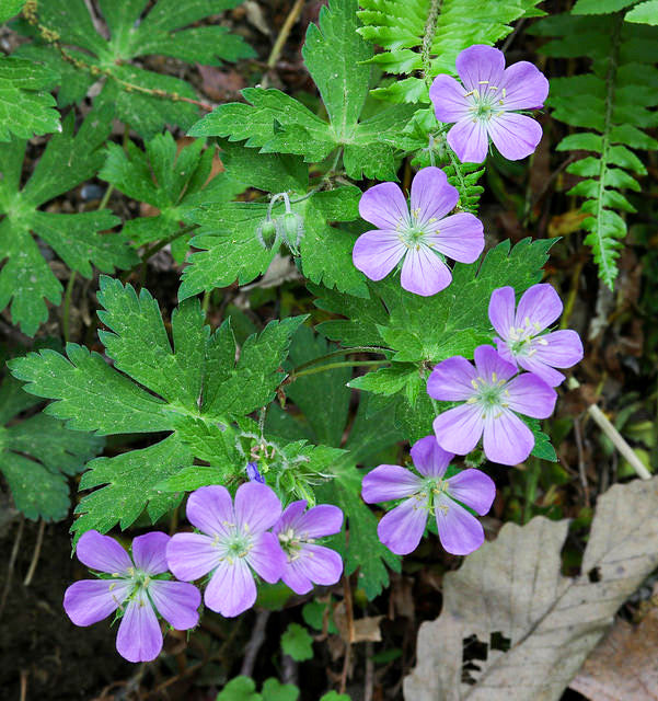 Geranium maculatum