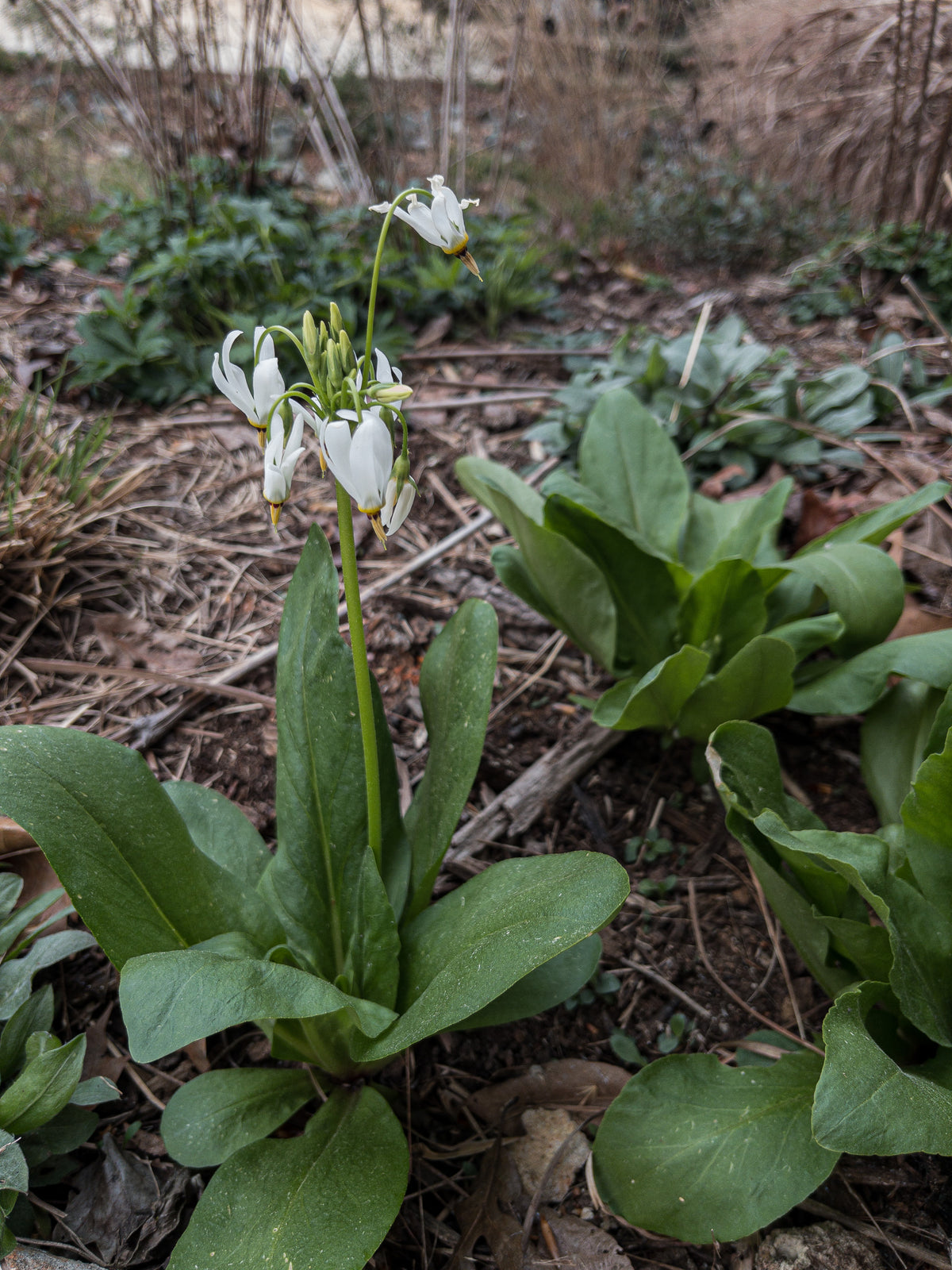 Dodecatheon meadia