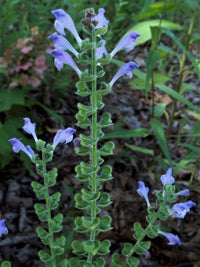 Scutellaria elliptica